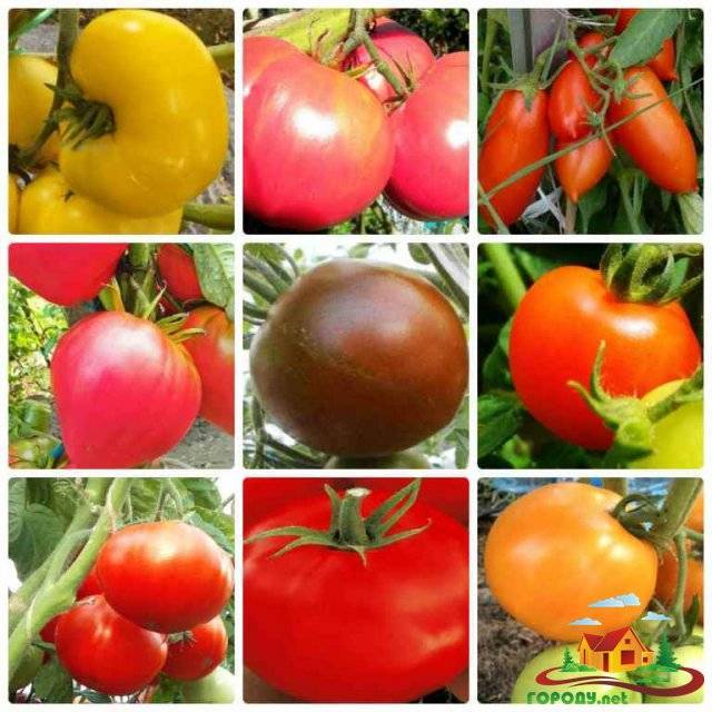 Помогите, пожалуйста выбрать сорта помидоров для ленинградская обл. / асиенда.ру