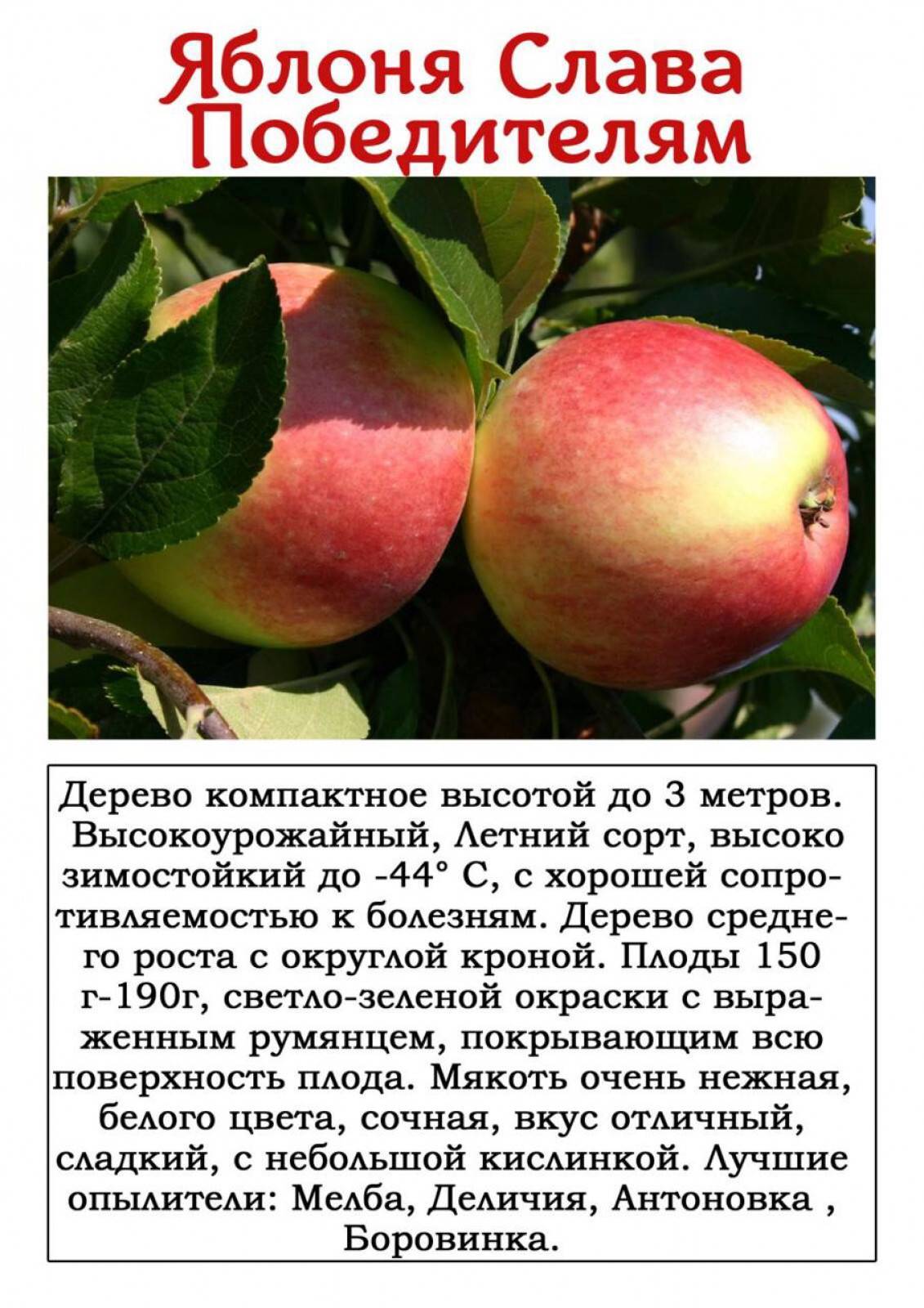 Описание сорта яблони здоровье: фото яблок, важные характеристики, урожайность с дерева