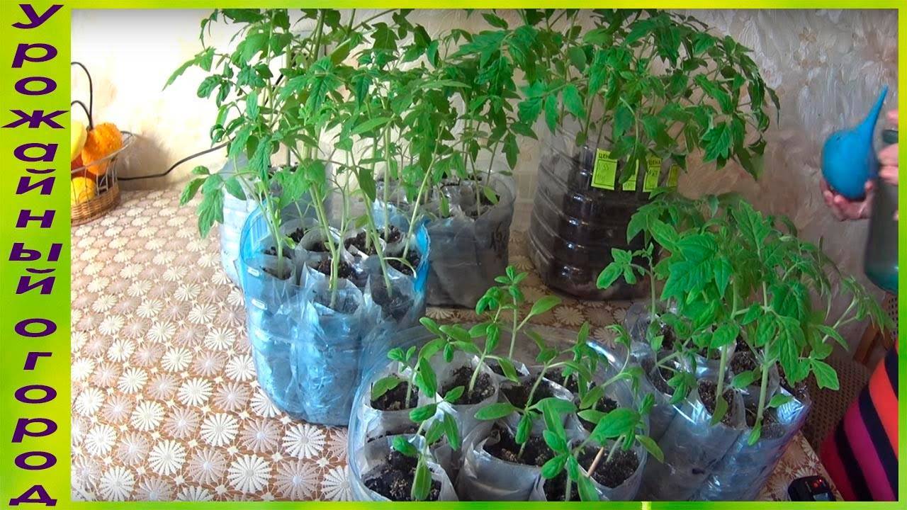 Новые и лучшие способы посадки томатов на рассаду без земли и правила выращивания