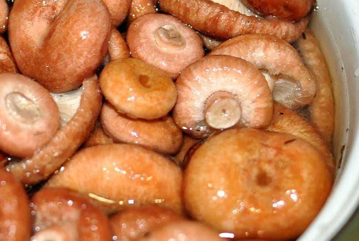 Грибы волнушки на зиму. о том, как приготовить волнушки на зиму холодным и горячим способом