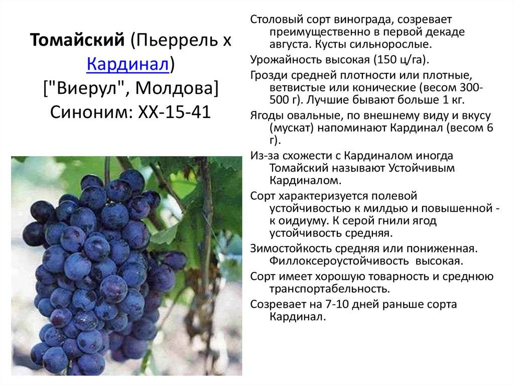 Виноград мерло, описание сорта