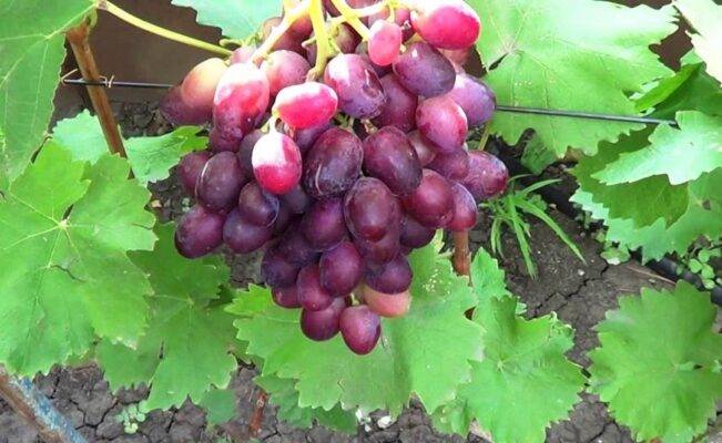 Виноград ризамат описание и характеристика сорта с фото