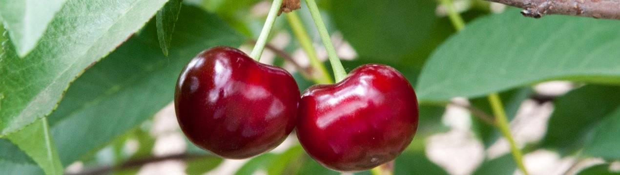 Сорта вишни для подмосковья: самоплодные, низкорослые, кустовые