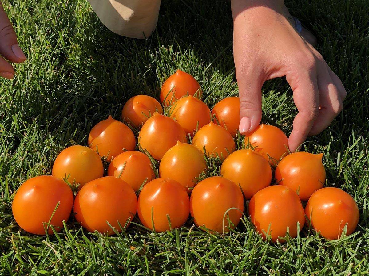 Томат утенок: характеристика и описание сорта помидоров, отзывы дачников о его выращивании и урожайности, уход