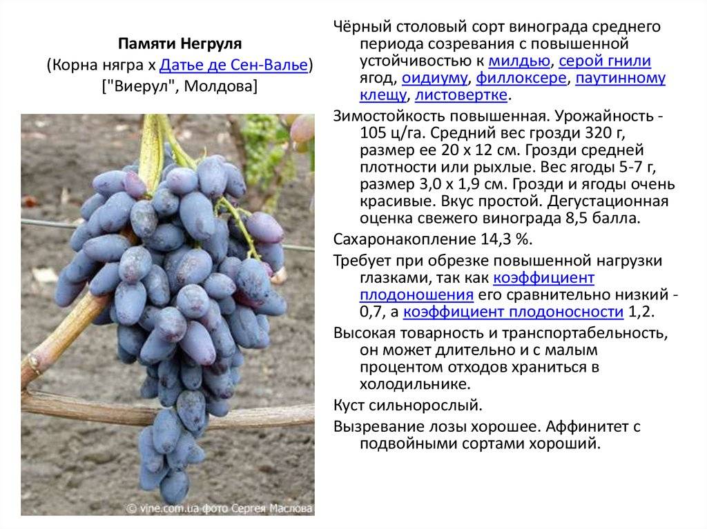 Виноград санджовезе - мир винограда - сайт для виноградарей и виноделов