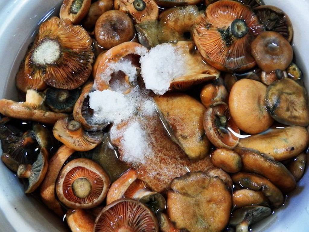 Засолка грибов горячим способом