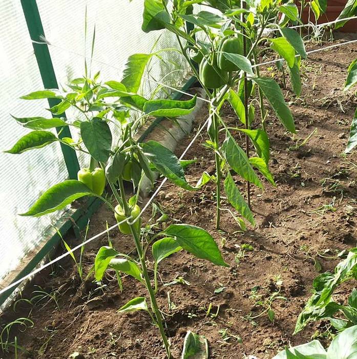Выращивание болгарского перца в открытом грунте: схема посадки, уход, агротехника