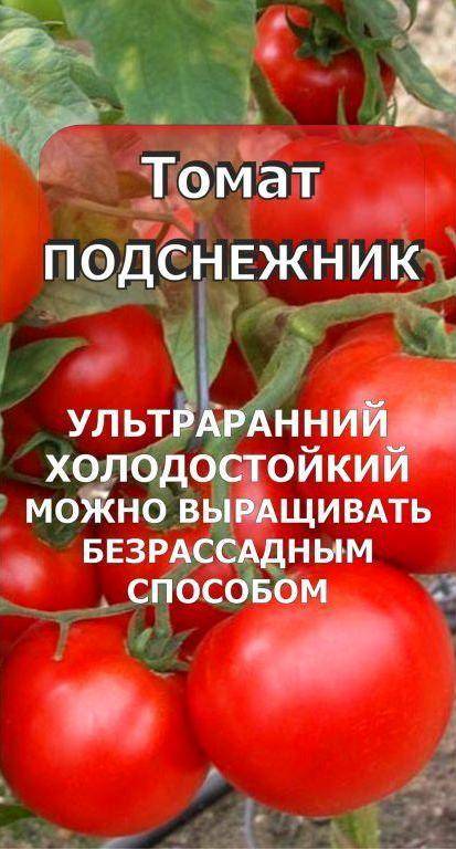 Характеристика томата Подснежник и культивирование сорта