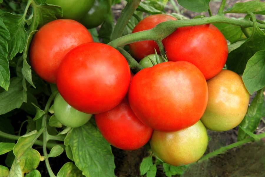 Новый гибрид с мощными кустами и обильным урожаем помидоров — томат «катрина f1»