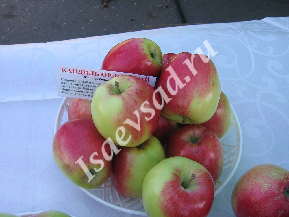 Кандиль орловский — описаени сорта яблок, отзывы с фото