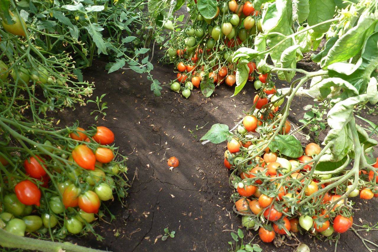 Томат поцелуй герани: описание сорта помидора