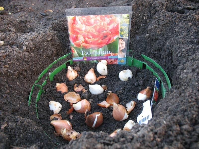 Секреты осенней посадки луковиц тюльпанов