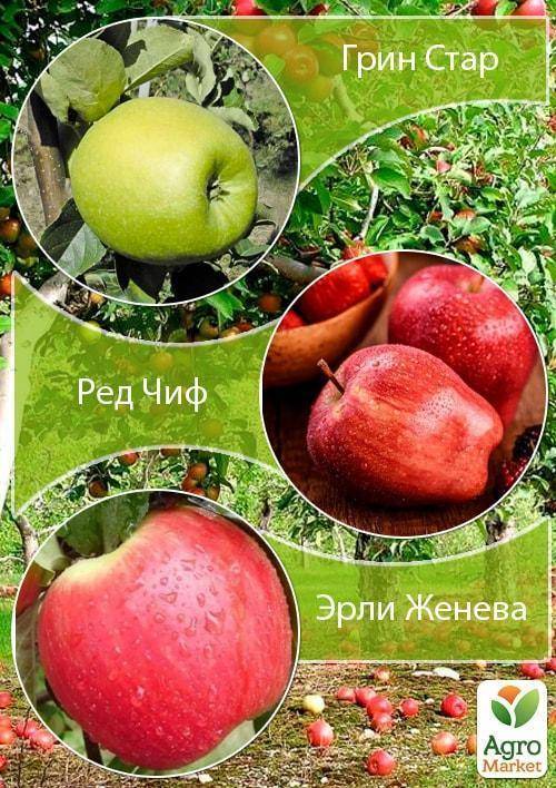 Яблоня ред чиф:топ советы по выращиванию сорта, описание, фото