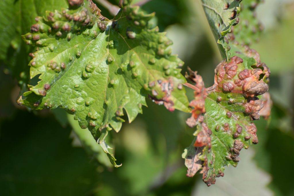 Болезни листьев винограда: описания с фото и способы лечения