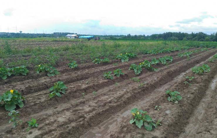 Тыква: выращивание и уход в открытом грунте, посадка для хорошего урожая, агротехника с видео