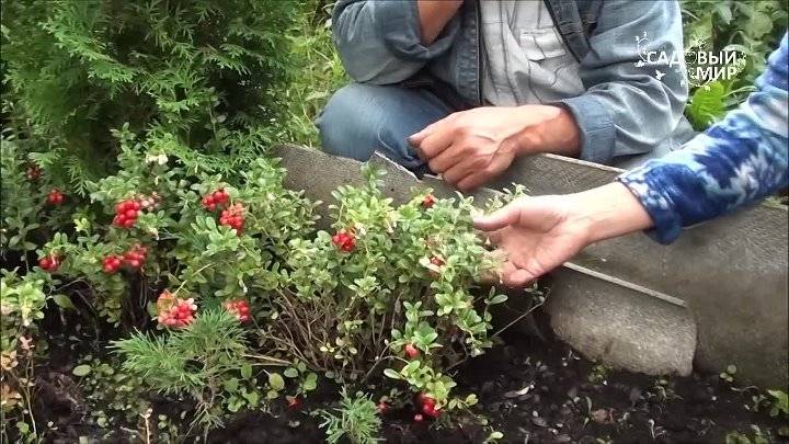 Садовая брусника: посадка и уход, способы размножения, сорта ягод