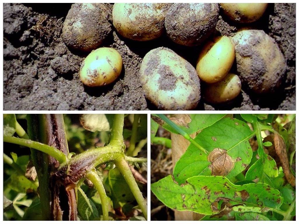 Болезни картофеля: описание с фотографиями и способы лечения