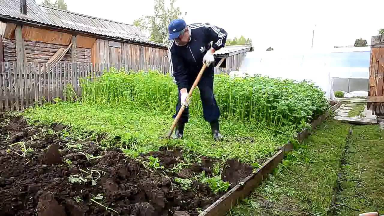 Сидераты: какие лучше сеять в огороде и как воздействуют на почву, что содержат