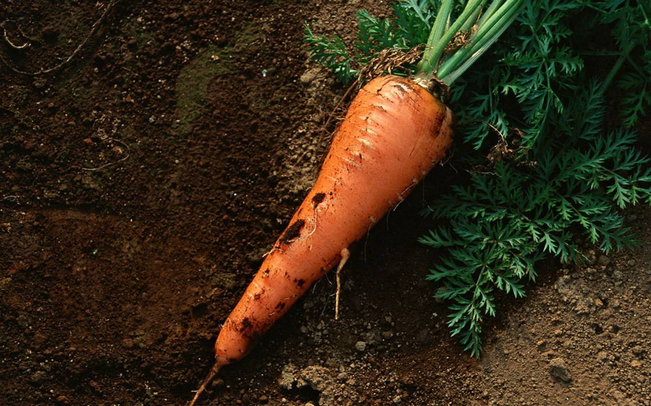 Чернеет ботва моркови: что делать, если почернела?