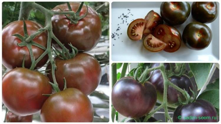 Томат «кумато»: полезные свойства этого сорта помидоров, какими характеристиками он обладает и где был выведен