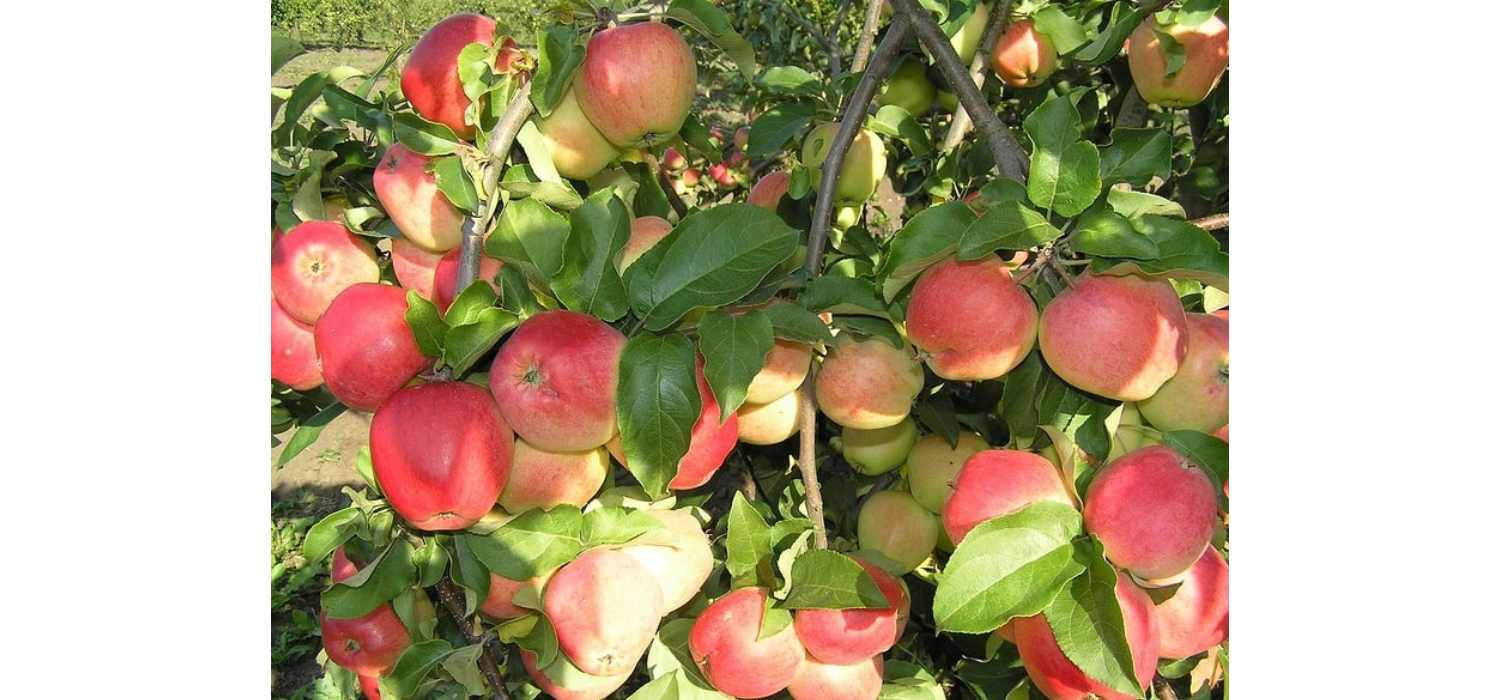 Секреты успешного выращивания яблонь «кандиль орловский»