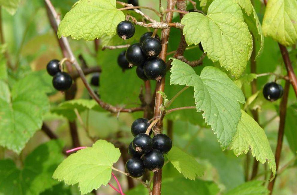 Смородина сибилла черная: описание сорта черной смородины, выращивание - посадка и уход