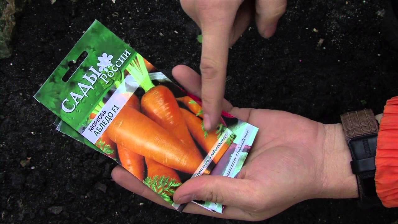 7 секретов выращивания моркови в открытом грунте