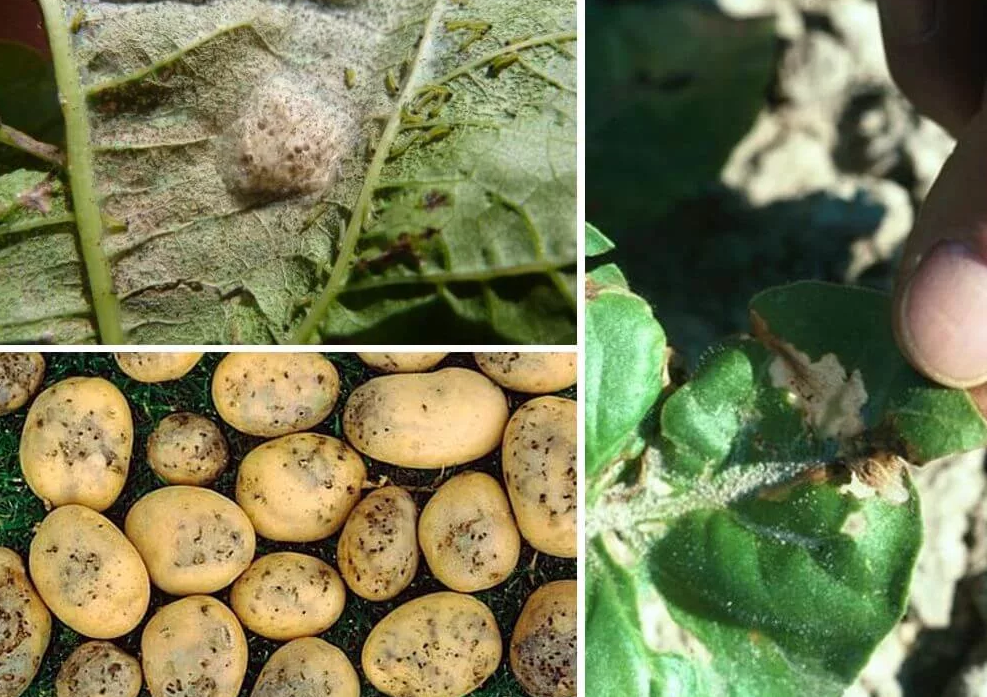 Посадка картофеля: как добиться богатых урожаев без навоза – 4 сезона огородника