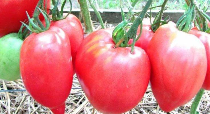 Индетерминантный сорт с превосходной устойчивостью — томат стеша f1: описание помидоров