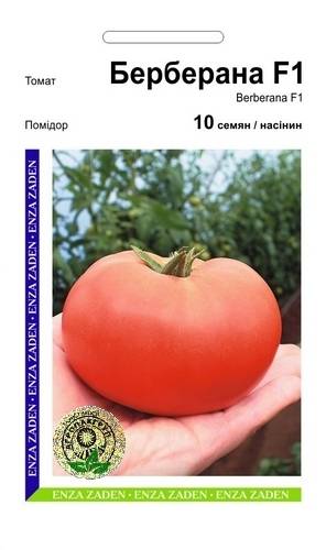 Гибридный томат «берберана»: преимущества и недостатки вида, пошаговая методика его выращивания