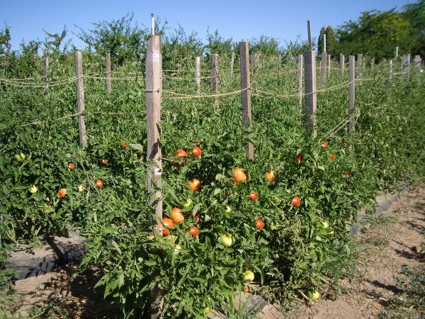 Выращивание помидоров в открытом грунте в подмосковье: как правильно ухаживать
