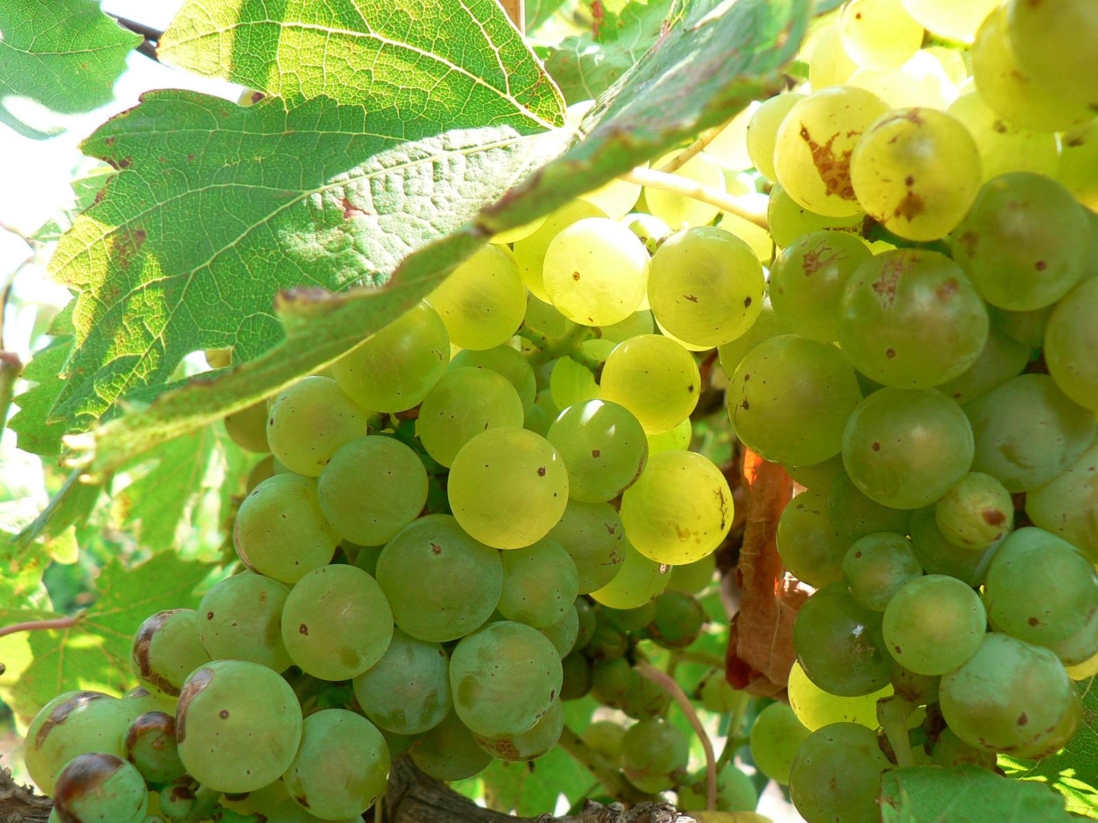 Неприхотливый сорт винограда мускат летний