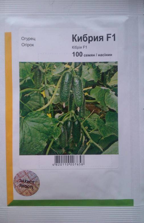 Огурцы кибрия: описание сорта, сколько дают урожая, выращивание, фото