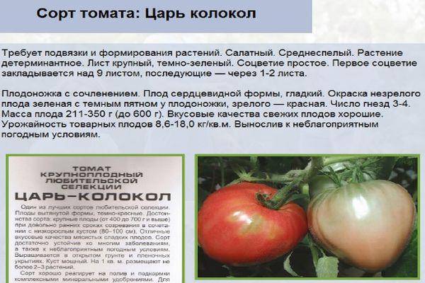 Описание среднеспелого томата Царь колокол и правила культивирования сорта