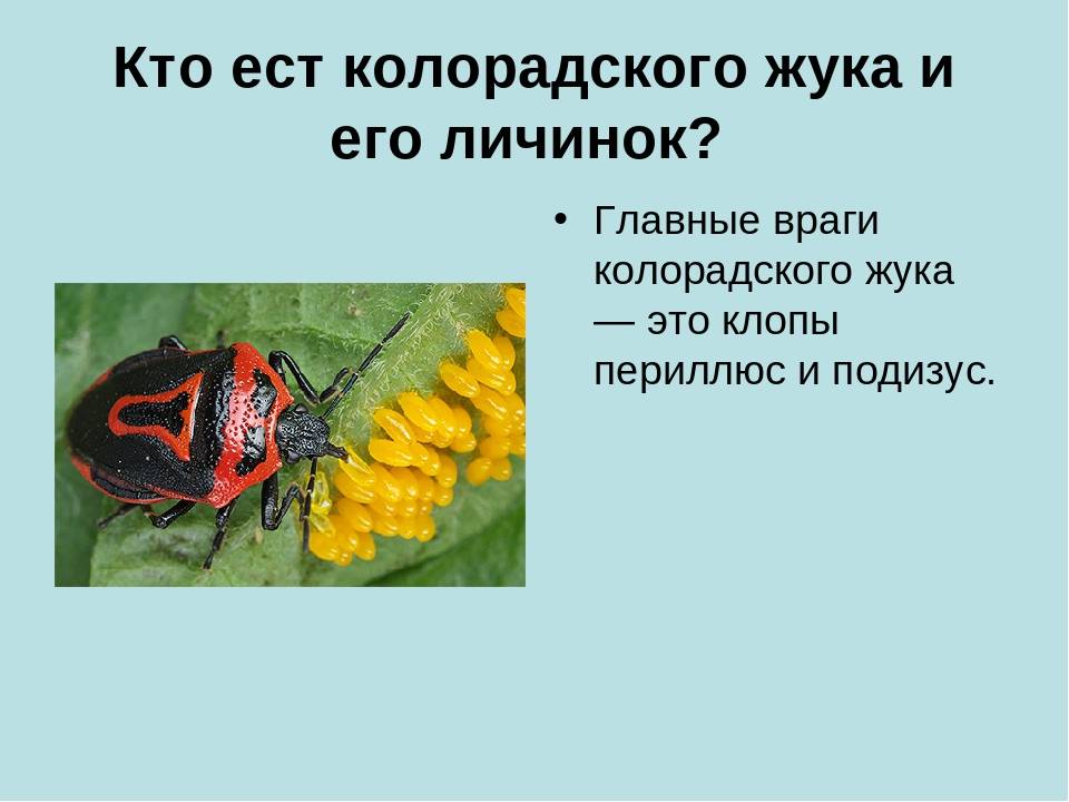 Кто ест колорадского жука: основные враги вредителя в природе, фото