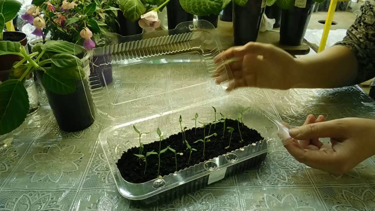 Подготовка семян томатов к посеву на рассаду: способы, фото, инструкции