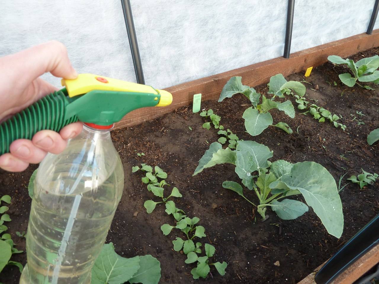 Способы использования валерьянки для защиты капусты от вредителей