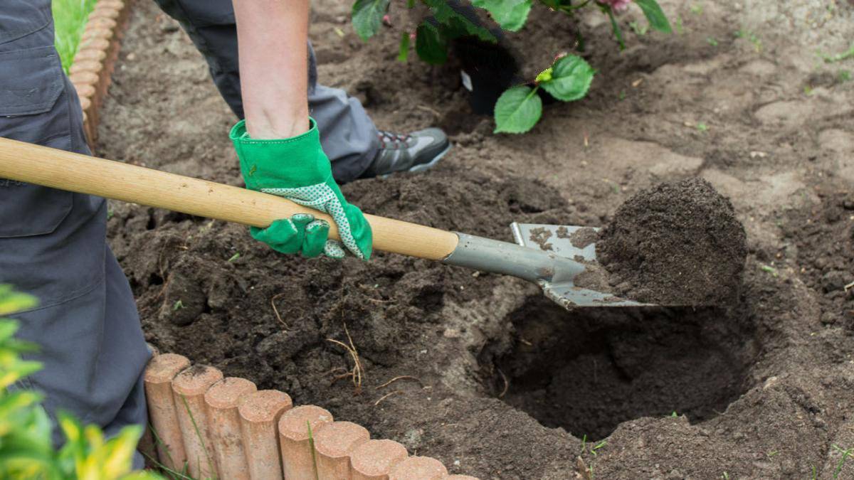 Почва для гортензии: какая нужна для садовой и комнатной, состав грунта, как подготовить