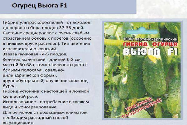 Сорт огурцов кибрия f1: описание и характеристика, отзывы