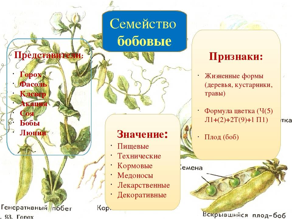 ᐉ горох посевной: описание, сорта, фото, выращивание, сбор и хранение - zookovcheg.ru
