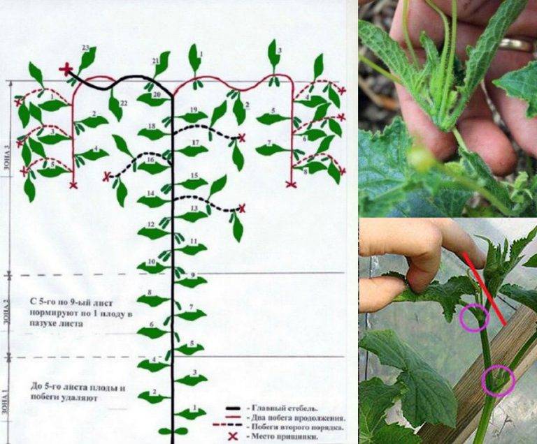 Посадка арбузов семенами в открытый грунт или теплицу: правила ухода и выращивания