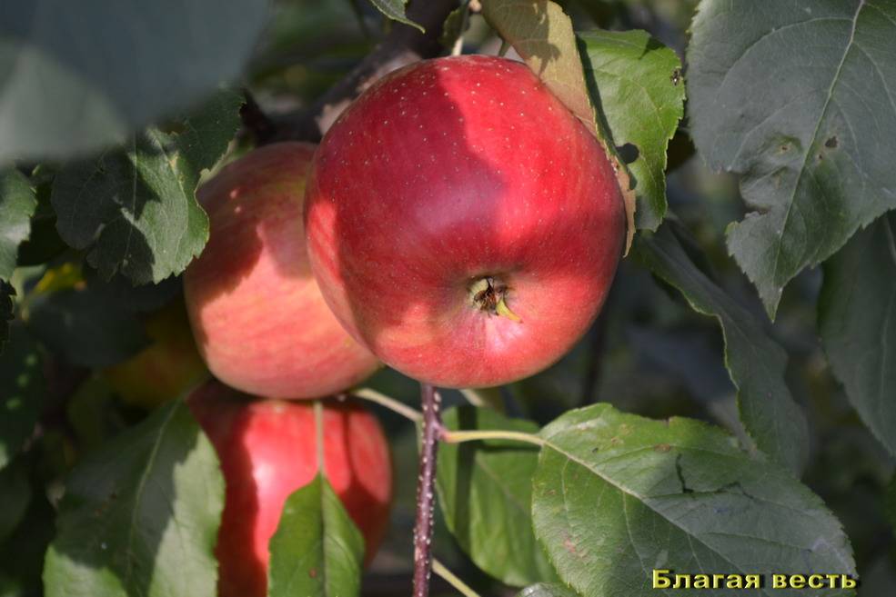 Описание и правила выращивания яблони сорта Благая весть