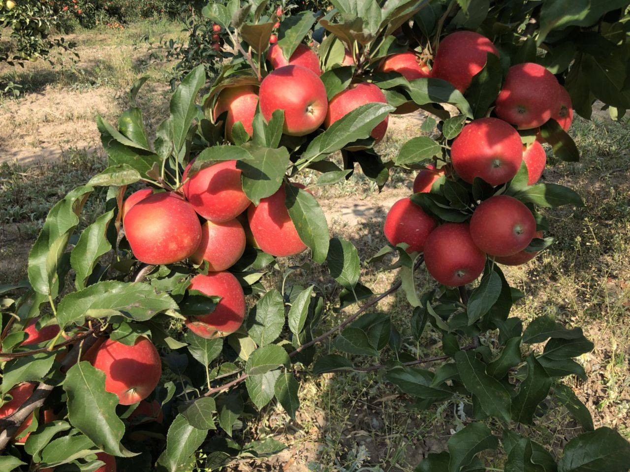 Яблоки гала: описание сорта, посадка и уход, 10 лучших разновидностей, сбор и хранение
