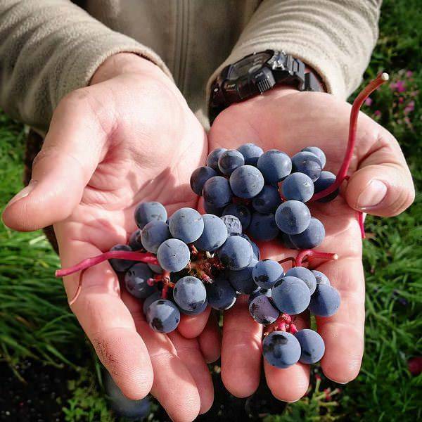 Описание и характеристики сорта винограда «зилга». виноград зилга: описание сорта, фото, отзывы