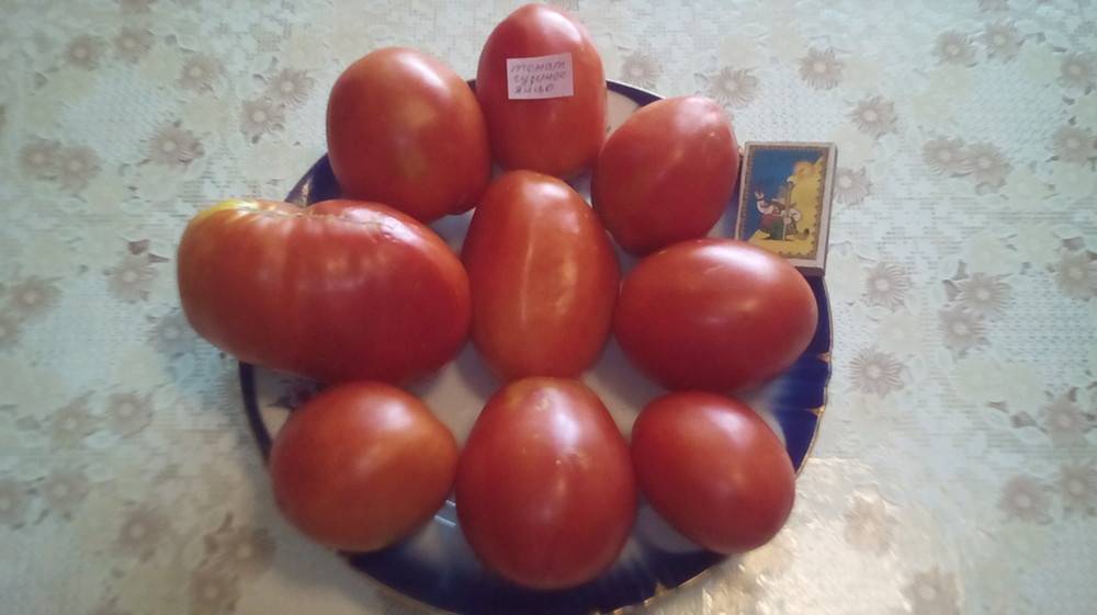 Сорт томатов гусиное яйцо: описание, фото, урожайность