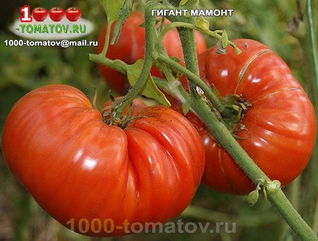 Подборка томатов "мамонт": характеристика и описание сорта, отзывы, фото, урожайность – все о томатах. выращивание томатов. сорта и рассада.