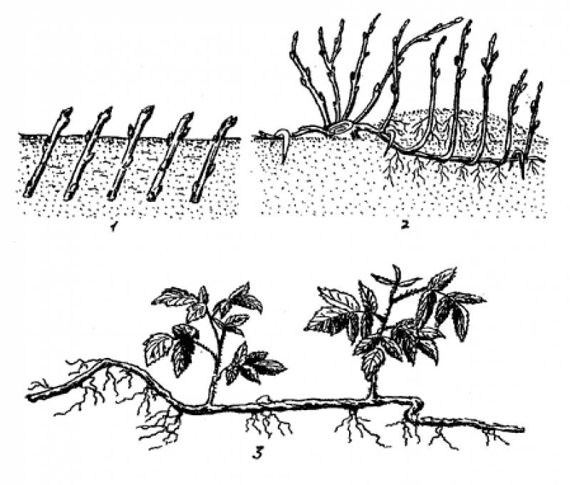 Версальская белая смородина: описание сорта и особенности посадки весной и осенью, правила ухода и отзывы садоводов о сорте