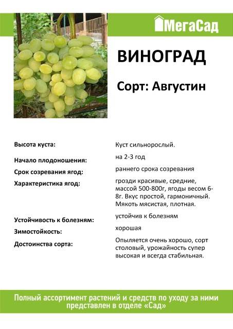 Виноград августин: фото и описание сорта, достоинства и недостатки, посадка и уход, отзывы :: syl.ru