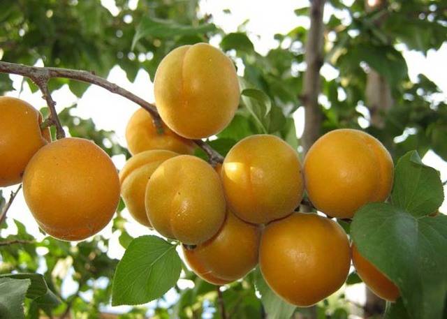 Описание абрикоса сорта мелитопольский и технология выращивания