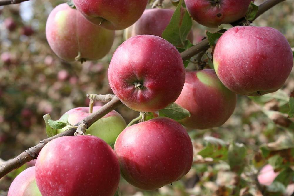 Сорт яблони рождественское, описание, характеристика и отзывы, а также особенности выращивания данного сорта